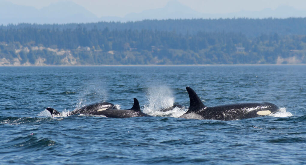 Orca 101 | Southern Resident Orca Recovery