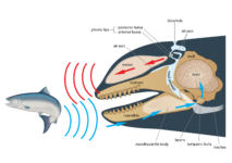 Orca 101 | Southern Resident Orca Recovery