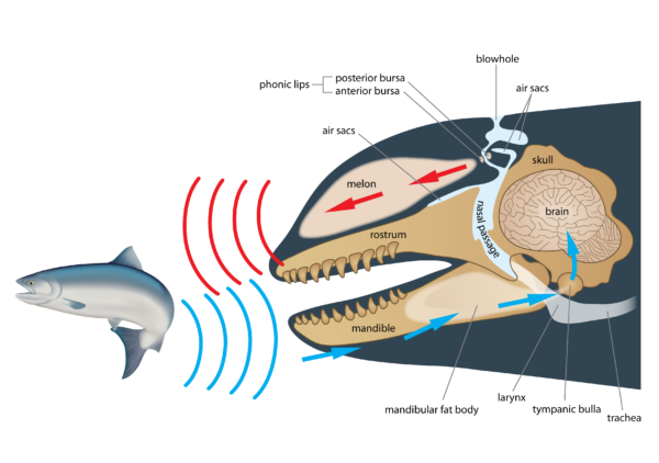 Orca 101 | Southern Resident Orca Recovery