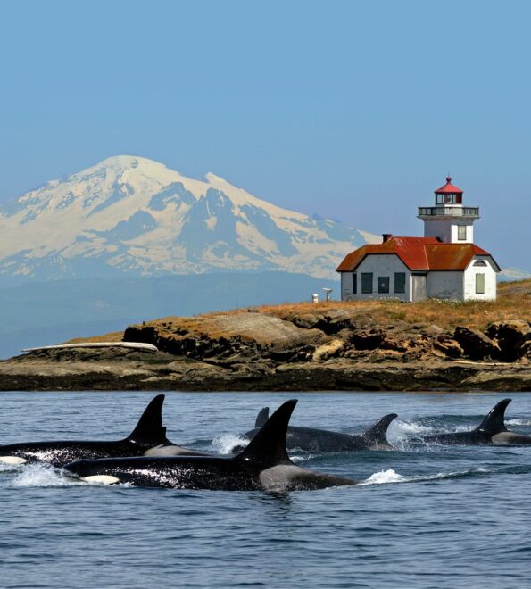 Photograph of a pod of orca swimming past lighthouse