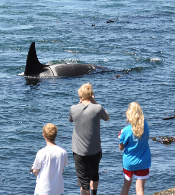 Photograph of people taking photographs of orca from shore