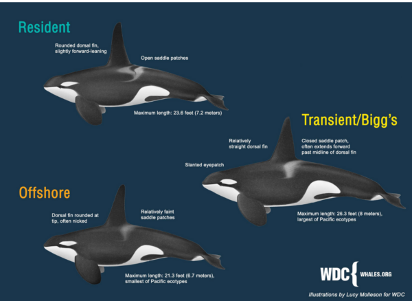 Orca 101 | Southern Resident Orca Recovery