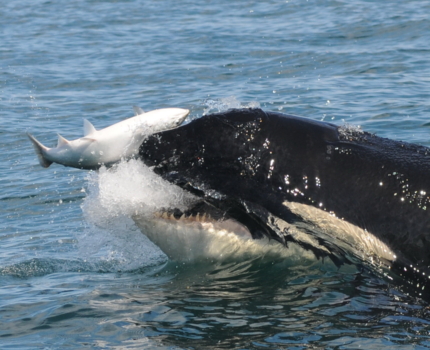 Orca eating salmon